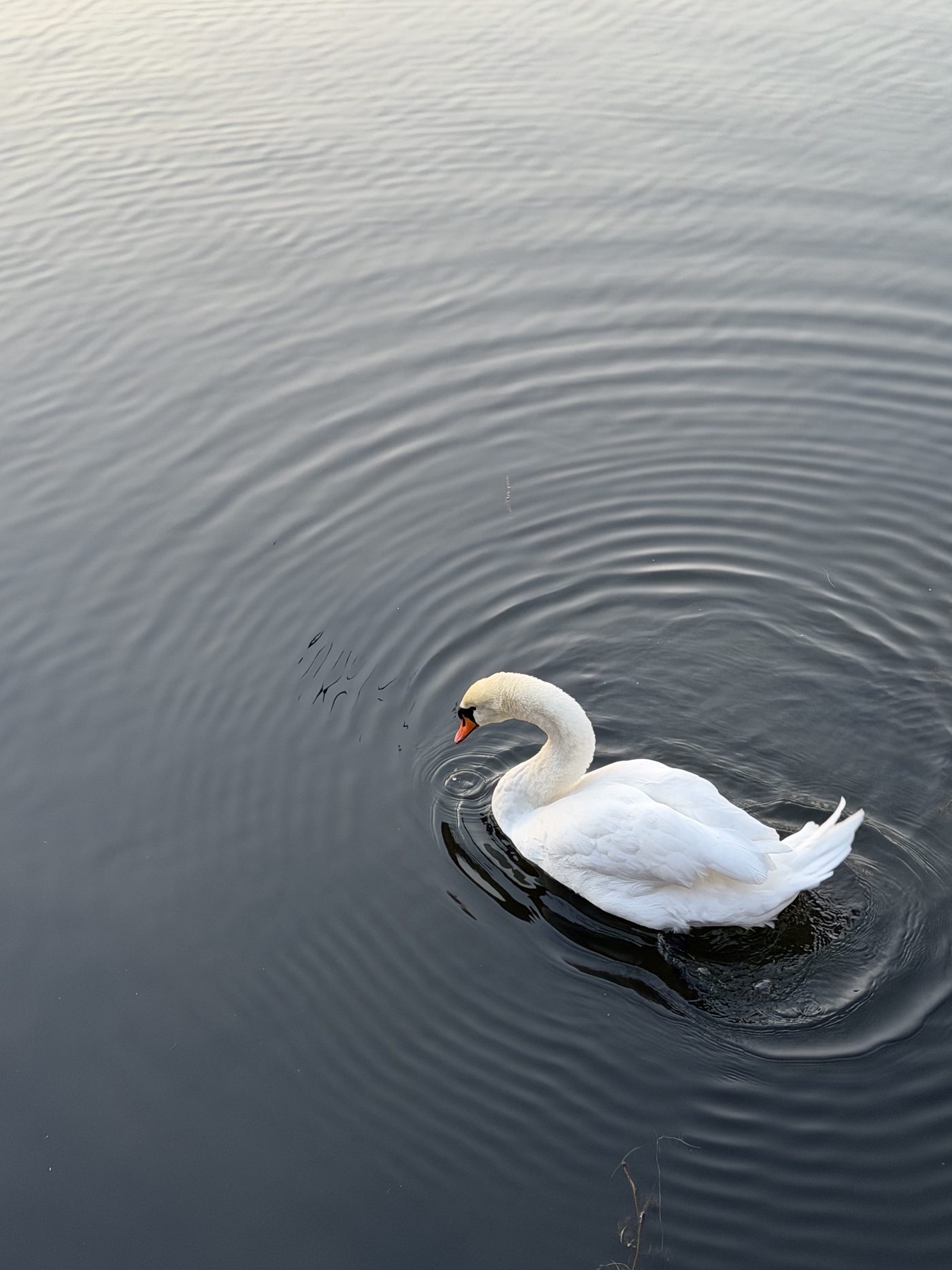 Swan